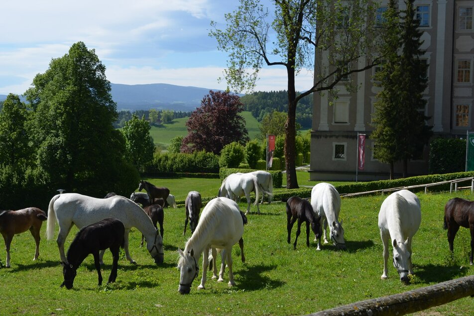 Lipizzanergestüt Piber - Impression #1 | © Spanische Hofreitschule - Lipizzanergestüt Piber GöR 